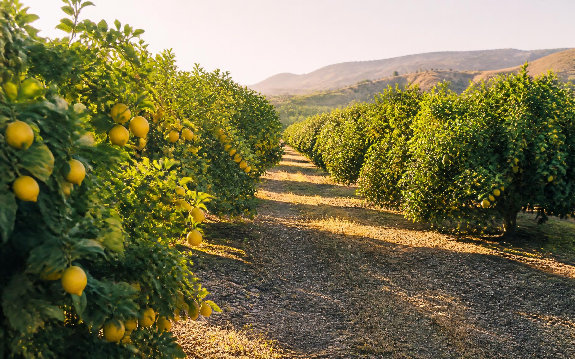 Rows of lemon trees at Martell Orchard in warm morning light